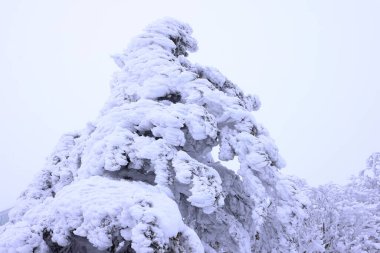 Japonya 'nın kuzeydoğu bölgesindeki Zao Zaoonsen Yamagata' da Japon Kış Sahnesi