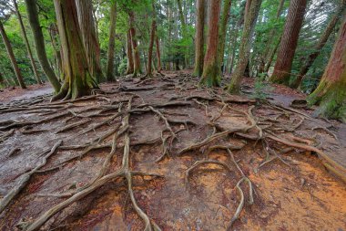 Kuramakibunecho, Sakyo Ward, Kyoto, Japonya 'daki Kurama-dera Tapınağı ile Kifune Tapınağı arasındaki dağ yolu. 