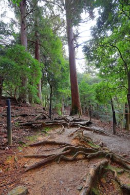 Kuramakibunecho, Sakyo Ward, Kyoto, Japonya 'daki Kurama-dera Tapınağı ile Kifune Tapınağı arasındaki dağ yolu. 