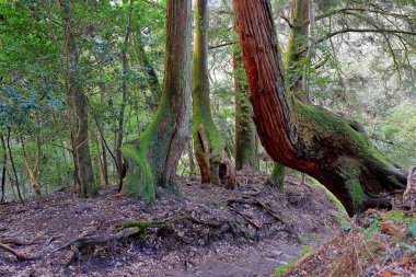 Kuramakibunecho, Sakyo Ward, Kyoto, Japonya 'daki Kurama-dera Tapınağı ile Kifune Tapınağı arasındaki dağ yolu. 