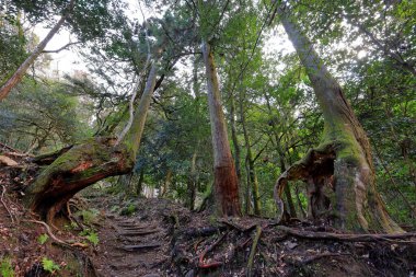 Kuramakibunecho, Sakyo Ward, Kyoto, Japonya 'daki Kurama-dera Tapınağı ile Kifune Tapınağı arasındaki dağ yolu. 