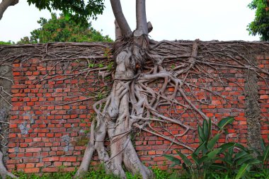 Kırmızı tuğla duvar ve banyan ağacı kökleri (Ficus retusa, Ficus microcarpa)