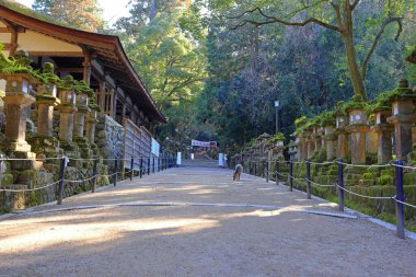  Kasuga Taisha, Kasuganocho, Nara, Japonya 'da feneri olan bir Shinto tapınağı.