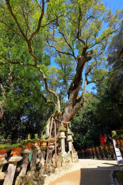  Kasuga Taisha, Kasuganocho, Nara, Japonya 'da feneri olan bir Shinto tapınağı.