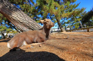 Tame Deer at Nara Park, a park with ancient temples in Nara, Japan clipart