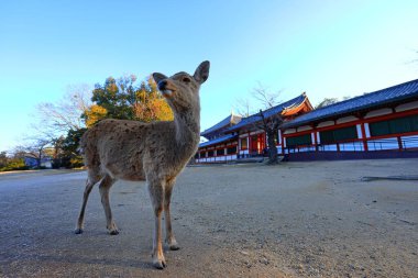 Japonya 'nın Zoshicho, Nara, Japonya' daki en büyük bronz Buda heykellerinden birine sahip bir Budist tapınağı.