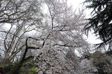 Shinjuku Gyoen Ulusal Bahçesi İlkbahar kiraz çiçeği (sakura) ile Shinjuku Şehri, Tokyo, Japonya