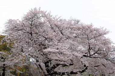 Shinjuku Gyoen National Garden with spring cherry blossom (sakura) in Shinjuku City, Tokyo, japan clipart