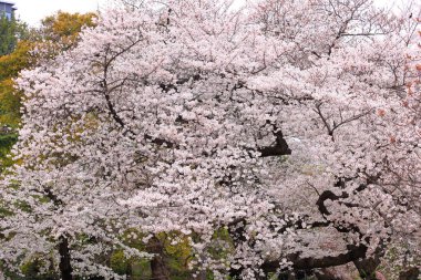 Shinjuku Gyoen Ulusal Bahçesi İlkbahar kiraz çiçeği (sakura) ile Shinjuku Şehri, Tokyo, Japonya