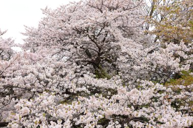 Shinjuku Gyoen Ulusal Bahçesi İlkbahar kiraz çiçeği (sakura) ile Shinjuku Şehri, Tokyo, Japonya