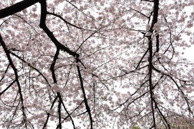 Shinjuku Gyoen Ulusal Bahçesi İlkbahar kiraz çiçeği (sakura) ile Shinjuku Şehri, Tokyo, Japonya