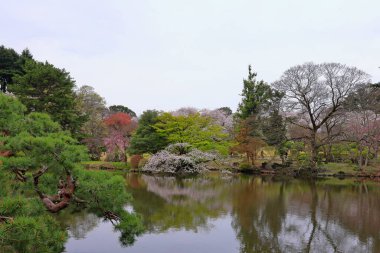 Shinjuku Gyoen Ulusal Bahçesi İlkbahar kiraz çiçeği (sakura) ile Shinjuku Şehri, Tokyo, Japonya
