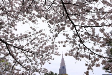 Shinjuku Gyoen Ulusal Bahçesi İlkbahar kiraz çiçeği (sakura) ile Shinjuku Şehri, Tokyo, Japonya