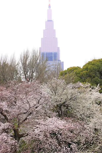 stock image Shinjuku Gyoen National Garden with spring cherry blossom (sakura) in Shinjuku City, Tokyo, japan