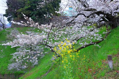 Chiyoda City, Tokyo 'da kiraz çiçekli Chidorigafuchi Park.