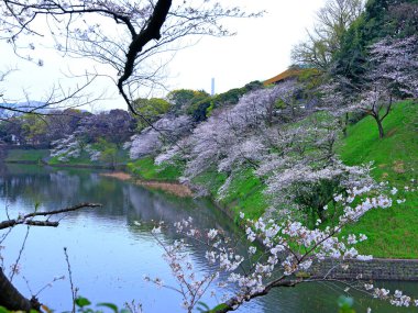 Chiyoda City, Tokyo 'da kiraz çiçekli Chidorigafuchi Park.