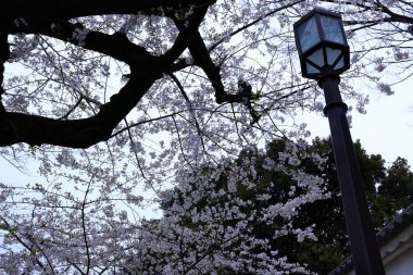 Chidorigafuchi Park with spring cherry blossom (sakura) in Chiyoda City, Tokyo, japan clipart