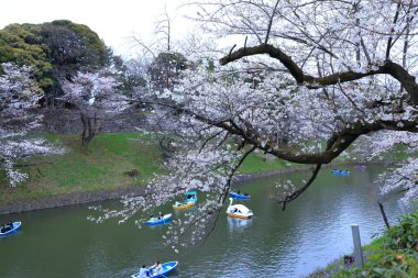 Chiyoda City, Tokyo 'da kiraz çiçekli Chidorigafuchi Park.