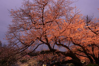 Chiyoda City, Tokyo 'da kiraz çiçekli Chidorigafuchi Park.