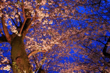Chiyoda City, Tokyo 'da kiraz çiçekli Chidorigafuchi Park.