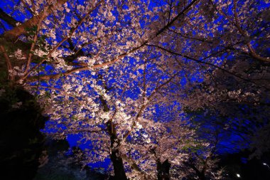 Chiyoda City, Tokyo 'da kiraz çiçekli Chidorigafuchi Park.