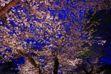 Chidorigafuchi Park with spring cherry blossom (sakura) in Chiyoda City, Tokyo, japan clipart