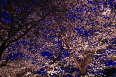 Chiyoda City, Tokyo 'da kiraz çiçekli Chidorigafuchi Park.