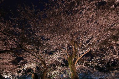 Chiyoda City, Tokyo 'da kiraz çiçekli Chidorigafuchi Park.