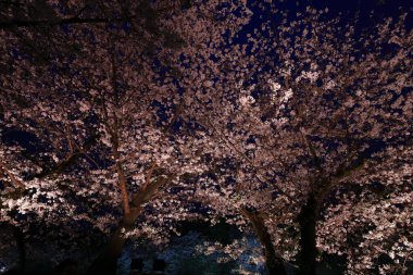 Chiyoda City, Tokyo 'da kiraz çiçekli Chidorigafuchi Park.