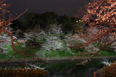 Chiyoda City, Tokyo 'da kiraz çiçekli Chidorigafuchi Park.