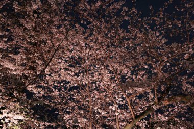 Chiyoda City, Tokyo 'da kiraz çiçekli Chidorigafuchi Park.