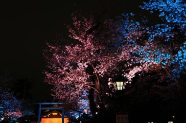 Yasukuni Jinja (Shinto tarzı türbe) ve Chiyoda, Tokyo, Japonya 'da kiraz çiçeği (sakura)