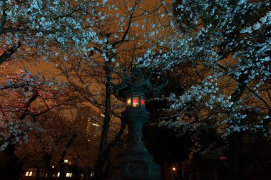 Yasukuni Jinja (Shinto tarzı türbe) ve Chiyoda, Tokyo, Japonya 'da kiraz çiçeği (sakura)