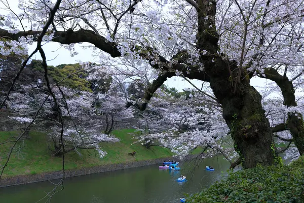 stock image Chidorigafuchi Park with spring cherry blossom (sakura) in Chiyoda City, Tokyo, japan
