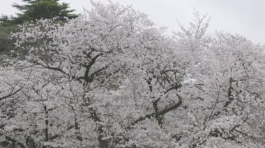 Shinjuku Gyoen Ulusal Bahçesi İlkbahar kiraz çiçeği (sakura) ile Shinjuku Şehri, Tokyo, Japonya