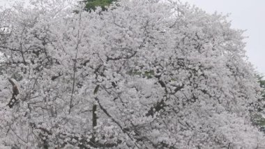 Shinjuku Gyoen Ulusal Bahçesi İlkbahar kiraz çiçeği (sakura) ile Shinjuku Şehri, Tokyo, Japonya
