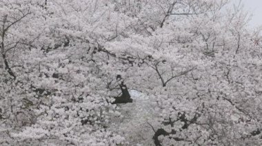 Shinjuku Gyoen Ulusal Bahçesi İlkbahar kiraz çiçeği (sakura) ile Shinjuku Şehri, Tokyo, Japonya