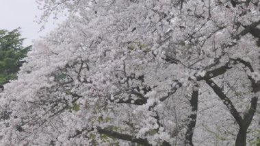 Shinjuku Gyoen Ulusal Bahçesi İlkbahar kiraz çiçeği (sakura) ile Shinjuku Şehri, Tokyo, Japonya