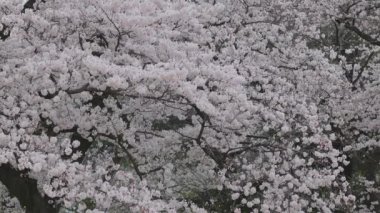 Shinjuku Gyoen Ulusal Bahçesi İlkbahar kiraz çiçeği (sakura) ile Shinjuku Şehri, Tokyo, Japonya