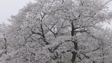 Shinjuku Gyoen Ulusal Bahçesi İlkbahar kiraz çiçeği (sakura) ile Shinjuku Şehri, Tokyo, Japonya