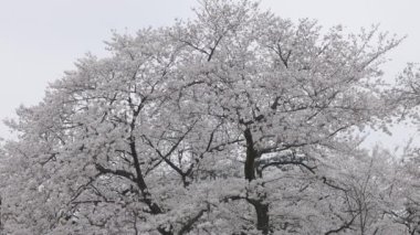 Shinjuku Gyoen Ulusal Bahçesi İlkbahar kiraz çiçeği (sakura) ile Shinjuku Şehri, Tokyo, Japonya