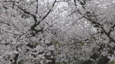 Shinjuku Gyoen Ulusal Bahçesi İlkbahar kiraz çiçeği (sakura) ile Shinjuku Şehri, Tokyo, Japonya