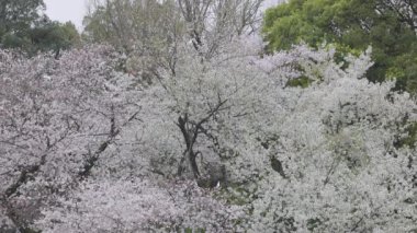 Shinjuku Gyoen Ulusal Bahçesi İlkbahar kiraz çiçeği (sakura) ile Shinjuku Şehri, Tokyo, Japonya