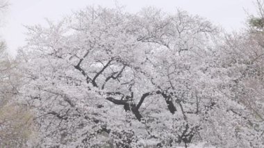 Shinjuku Gyoen Ulusal Bahçesi İlkbahar kiraz çiçeği (sakura) ile Shinjuku Şehri, Tokyo, Japonya