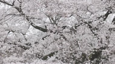 Shinjuku Gyoen Ulusal Bahçesi İlkbahar kiraz çiçeği (sakura) ile Shinjuku Şehri, Tokyo, Japonya
