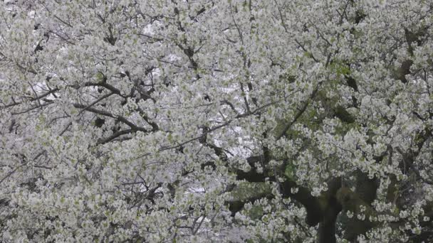 Taman Nasional Shinjuku Gyoen Dengan Bunga Sakura Musim Semi Kota — Stok Video