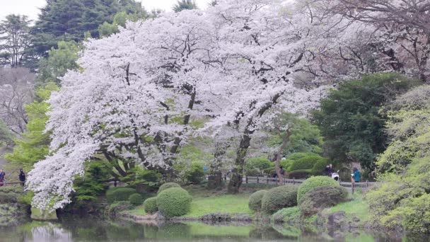 Shinjuku Gyoen Nationalgarten Mit Frühlingskirschblüte Sakura Der Stadt Shinjuku Tokio — Stockvideo
