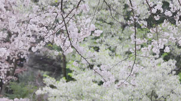 Shinjuku Gyoen National Garden Ανοιξιάτικα Άνθη Κερασιάς Sakura Στην Πόλη — Αρχείο Βίντεο
