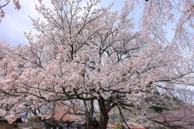 Mukawacho Yamataka 'daki Otsuyama Jisso Tapınağı yakınlarındaki kiraz ağaçları, Hokuto, Yamanashi, Japonya