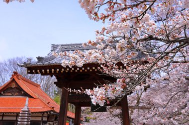 Mukawacho Yamataka 'daki Otsuyama Jisso Tapınağı yakınlarındaki kiraz ağaçları, Hokuto, Yamanashi, Japonya